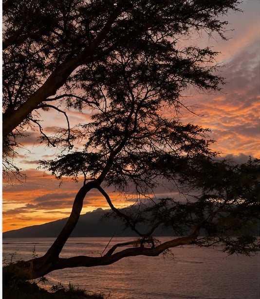 Silhouetted tree with curved trunk on beach at sunset with golden and orange sky reflecting on water
